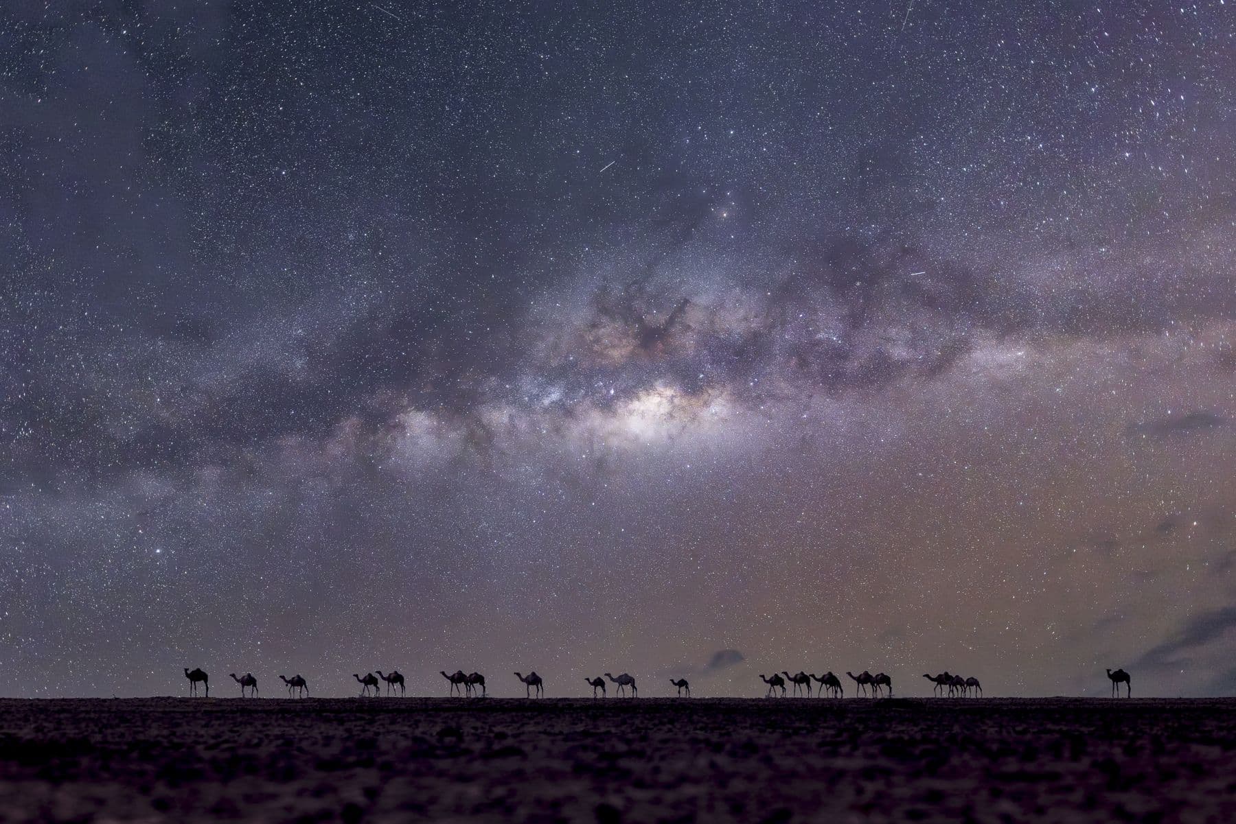 Camels under the Milky Way in the north
